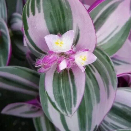 Vista 2 de Rare Nanouk Pink Tradescantia - Maceta de 2" - Serie Coleccionista