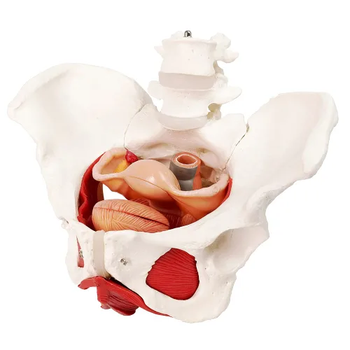 Vista 7 de Modelo femenino de pelvis y perineo con órganos extraíbles, montaje magnético, modelo anatómico del músculo del suelo pélvico femenino y útero