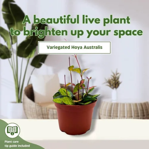 Vista 3 de BubbleBlooms Hoya Australis abigarrada, Lisa tricolor, planta viva limitada muy rara, en maceta de 4 pulgadas