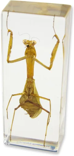 Vista 3 de Pisapapeles Mantis Praying (1 5/8 x 4 3/8 x 1 1/8")
