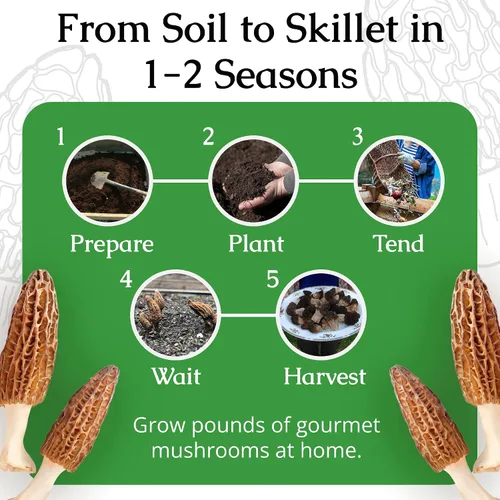 Vista 5 de Hábitat para cultivo de morillas, juego de cultivo de setas para el patio Compatible with Any Soil Type Across the U.S., Outdoor Garden & Backyard