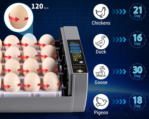 Vista 10 de Gpeng Incubadora de huevos, incubadora de 24 huevos con pantalla digital, giro automático de huevos, control automático de temperatura, para incubar
