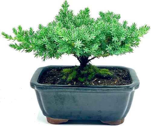 Vista 2 de Árbol bonsái enano vivo de enebro Interior/exterior 100% hecho a mano Decoración para el hogar y la oficina El mejor regalo para vacaciones