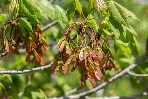 Vista 6 de Northern Red Maple Tree Semillas Premium Acer rubrum 'Fall' Plants'® (Premium Seeds, 10)