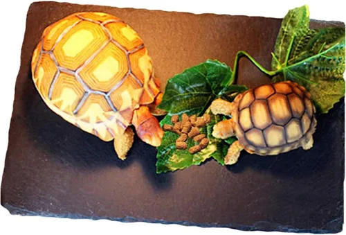 Vista 10 de Tfwadmx Plataforma para tomar el sol de reptiles, plato de alimentación de tortuga, cuenco de comida de reptiles de roca natural, decoración