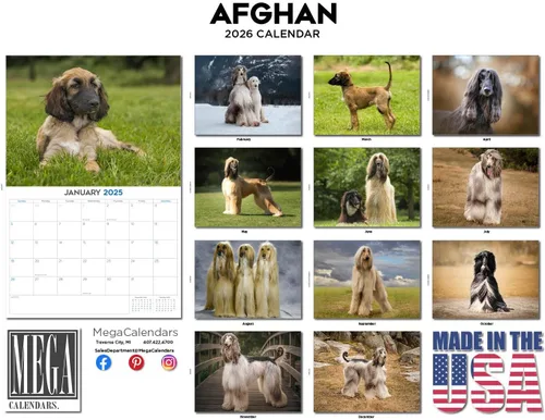 Vista 3 de Calendario de Lebrel Afgano 2025 2026, calendario mensual de pared de raza canina, 12" x 18" abierto, papel grueso sin traspaso, ideal para regalo
