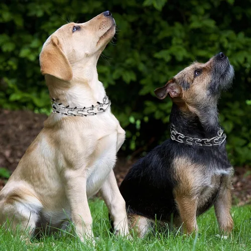 Vista 5 de Collar de punta para perro, collar de estrangulador para perros, collar de entrenamiento de pellizcos, collar de estrangulador ajustable desmontable