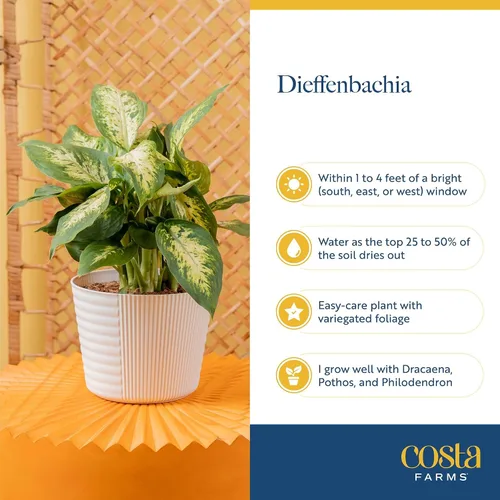 Vista 6 de Costa Farms Dieffenbachia, planta de interior viva, fácil cuidado Maceta de jardín