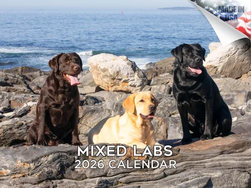 Vista 226 de Calendario de Lebrel Afgano 2025 2026, calendario mensual de pared de raza canina, 12" x 18" abierto, papel grueso sin traspaso, ideal para regalo