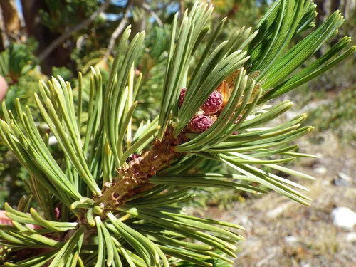 Vista 4 de Whitebark Pine Kit de cultivo de semillas de árbol The Jonsteen Company