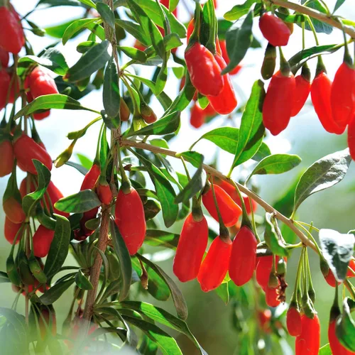 Vista 4 de Perfect Plants Goji Berry Bush en maceta de cultivo de 1 galón Delicioso Wolfberry para plantar al aire libre Frutas frescas empaquetadas