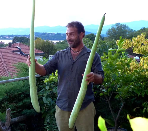 Vista 5 de Semillas Calabash Calabash Long Gourd Lagenaria Serpantine Heirloom Vegetal para plantar sin OMG