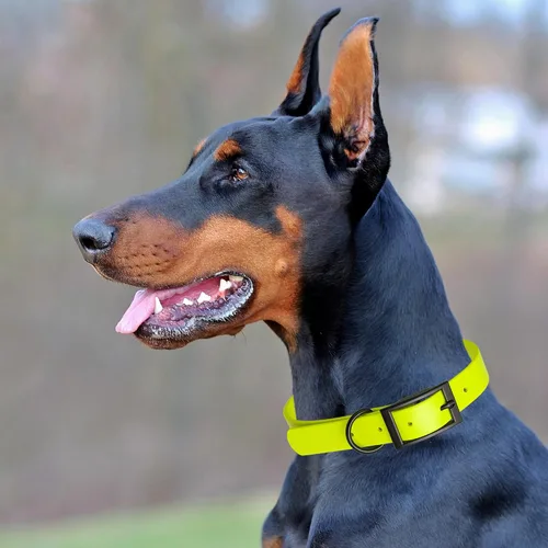 Vista 114 de Dogline Biothane - Collar impermeable para perro con hebilla de liberación rápida, resistente cincha de nailon recubierta con resistente y a prueba