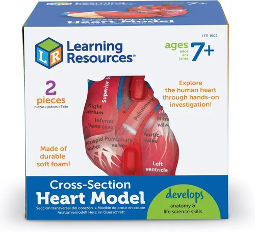 Vista 4 de Learning Resources Modelo de corazón humano de sección transversal: anatomía de práctica, herramientas de estudio de arterias y venas