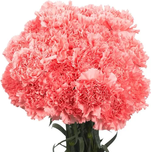 Vista 4 de GlobalRose 200 flores de clavel rosadas – Claveles de flores frescas de origen responsable – Ramo fresco seleccionado a mano para graduación
