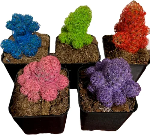 Vista 2 de Desert Gems - Planta suculenta de cactus vivos, maceta de 2.25 pulgadas (verde, cactus de dedo de dama)