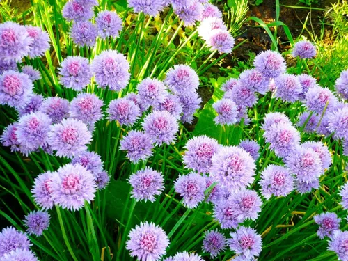 Vista 5 de Cebollino Allium schoenoprasum ajo silvestre 100+ semillas