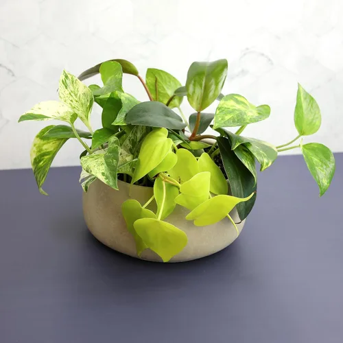 Vista 3 de Plants for Pets - Abundantes Pothos y Filodendro (paquete de 6), planta viva de Pothos para decoración, plantas de oficina, plantas reales, planta