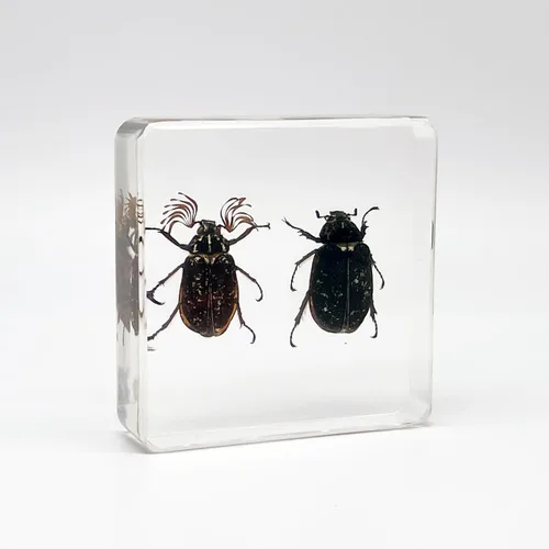 Vista 7 de Especímenes reales de insectos de escarabajo de cuernos largos en manualidades de pisapapapeles, colección de taxidermia de animales para educación