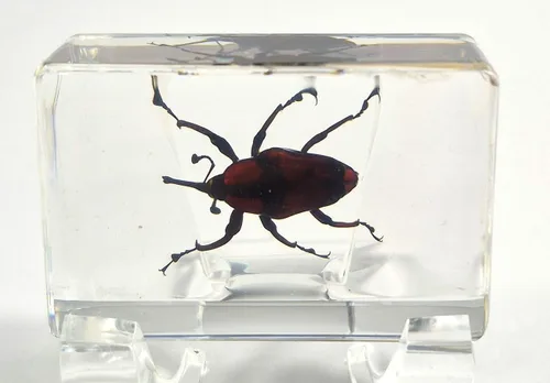 Vista 46 de 44mm Hormiga gigante tropical real en resina de lucita transparente cristalina, espécimen preservado Pseudoneoponera Rufipes, taxidermia