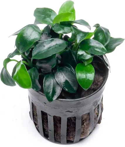 Vista 65 de SubstrateSource Plantas vivas – Anubias Hastifolia (Anubias hastifolia) – Luz baja a moderada, hojas en forma de flecha de color verde medio a