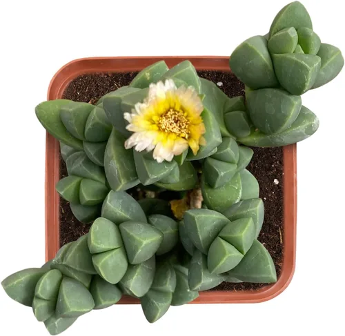 Vista 7 de Plantas de interior vivas suculentas "Bead Vine", tamaño aproximado de 2 pulgadas, suculentas en maceta, completamente enraizadas, de fácil cuidado
