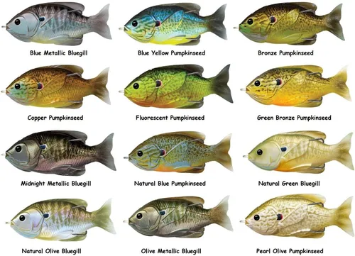Vista 3 de Señuelo de pesca LiveTarget con forma de pez luna y cuerpo hueco para superficie; anzuelo #4/0, Multi, 3