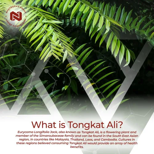 Vista 4 de Nootropics Depot Cápsulas de extracto de Tongkat Ali 200 mg 60 unidades 2% de Eurycomanona por HPTLC Extracto de raíz de Eurycoma longifolia