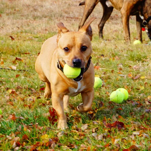 Vista 5 de 100 pelotas de tenis a granel de bajo costo para pelotas de perro