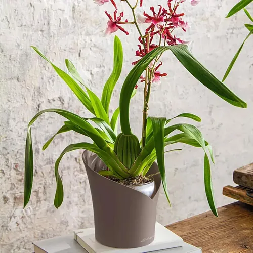 Vista 2 de Lechuza ORCHIDEA Taupe Matt, maceta de orquídea de riego automático, 7.1 pulgadas de alto 7.7 pulgadas