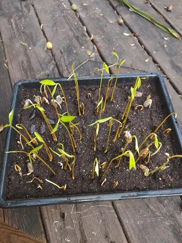 Vista 3 de 10+ Semillas de Manzana Azúcar Guanábana Natillas Guanabana Graviola Semillas Annona Muricata Plantación de árboles frutales