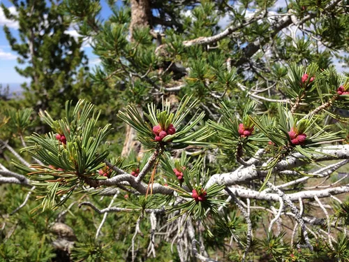 Vista 7 de Whitebark Pine Kit de cultivo de semillas de árbol The Jonsteen Company