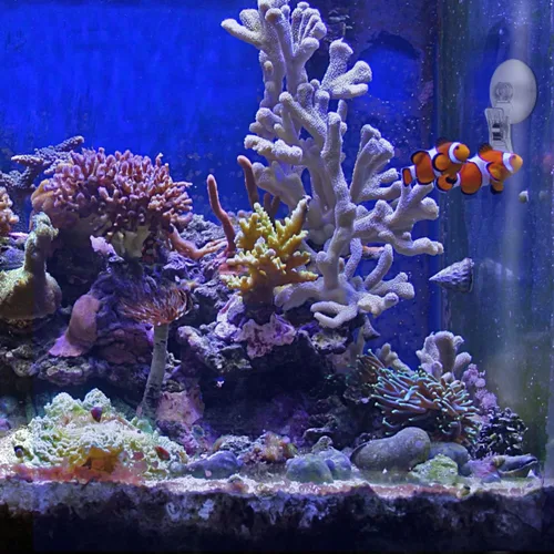 Vista 8 de POPETPOP Paquete de 4 clips de ventosa de algas marinas, herramienta de alimentación para pecera, accesorios de acuario