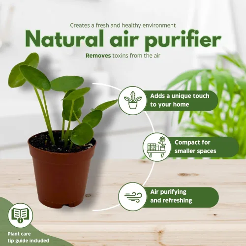 Vista 8 de BubbleBlooms Planta de dinero chino Pilea Peperomioides en maceta de 2 pulgadas