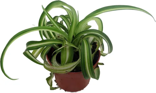Vista 4 de Bonnie - Planta de araña rizada - Planta de aire limpio fácil de cultivar - Maceta de 2.5 pulgadas