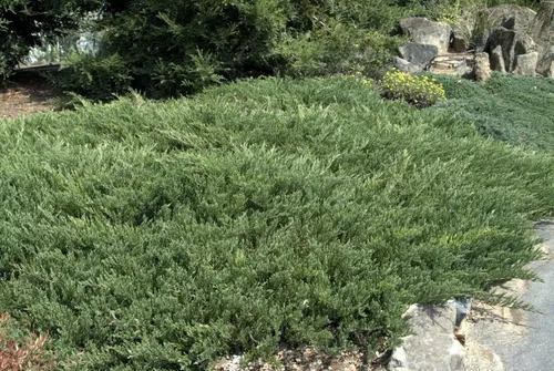 Vista 3 de Andorra Compacta Juniper - 30 plantas vivas - Cubierta de suelo de hoja perenne resistente al frío tolerante a la sequía