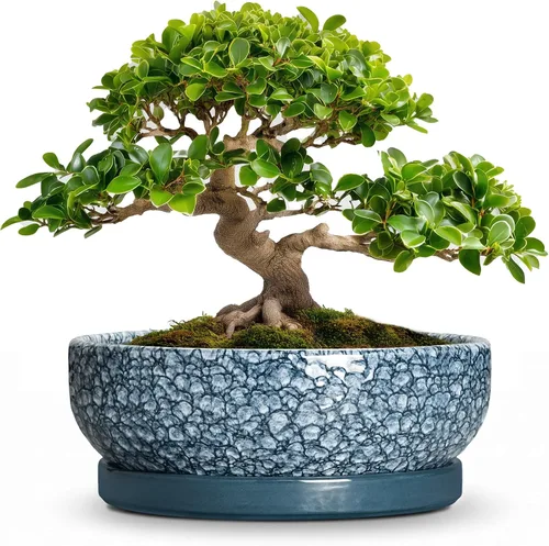 Vista 52 de Succulent Pots, 6 Inch Ceramic Bonsai Pots with Saucer, Blue