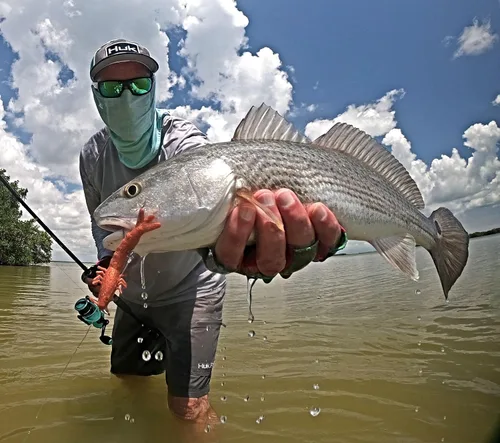 Vista 4 de Q8 Super Bait Super Camarones