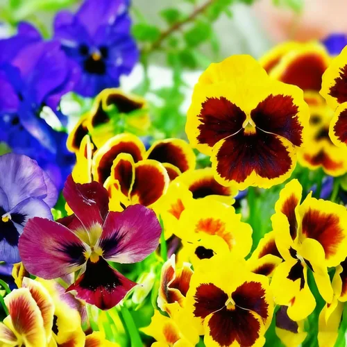 Vista 2 de Más de 200 semillas de pensamiento para plantar, semillas de flor de viola perenne de colores mixtos, semillas de pensamiento sin OMG para jardín