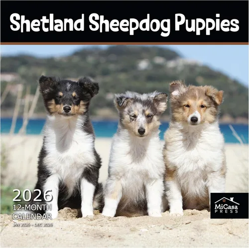 Vista 55 de MICASA PRESS Calendario de pared de Australian Shepherds Aussies 2027 02 - Pastores australianos