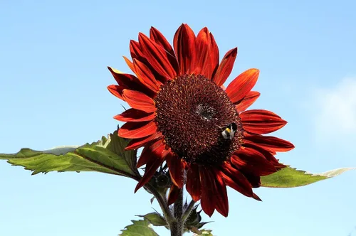 Vista 3 de Semillas Moulin Rouge Girasol Ornamental Rojo Flores Anuales