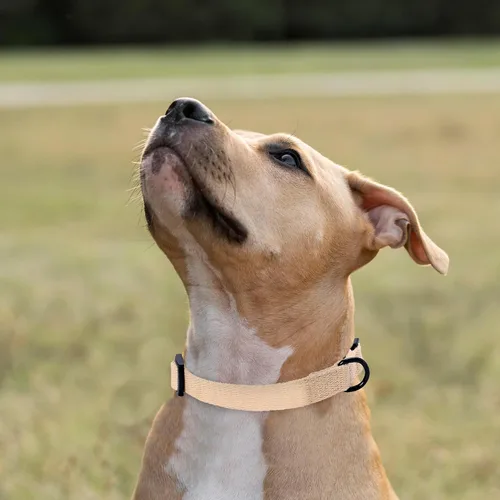 Vista 6 de Mile High Life Collar ajustable de polialgodón suave y fuerte con hebilla de liberación rápida para perros pequeños a grandes
