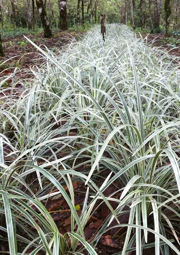 Vista 3 de Hierba azteca - 3 plantas vivas - Liriope Ophiopogon Intermedius Argenteomarginatus Evergreen Cubierta del suelo