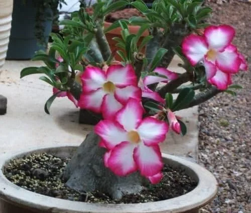 Vista 2 de ROSA DEL DESIERTO (ADENIUM OBESUM) COLORES MIXTOS 10 SEMILLAS exóticas suculentas CombSH