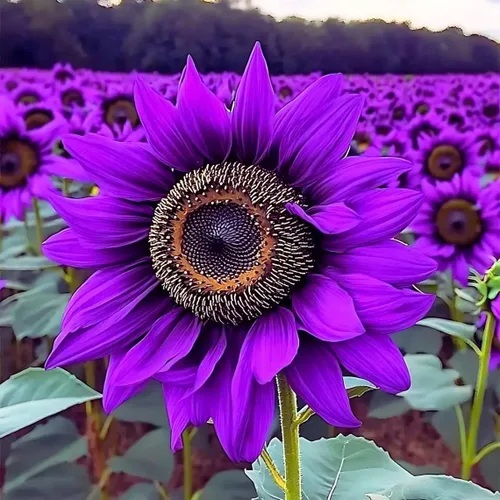 Vista 2 de Más de 100 semillas de girasol para plantar, reliquia en el jardín al aire libre