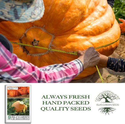 Vista 4 de Semillas de calabaza gigante del Atlántico para plantar, más de 15 semillas de reliquia por paquete, semillas de jardín de Isla
