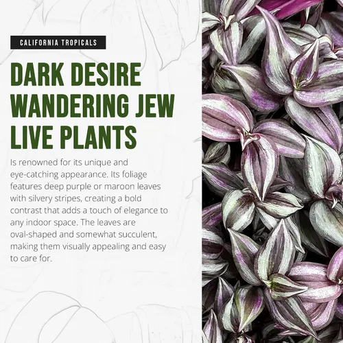 Vista 2 de California Tropicals Dark Desire Tradescantia - Plantas de interior únicas de esquina para una fácil purificación del aire en interiores, jardines