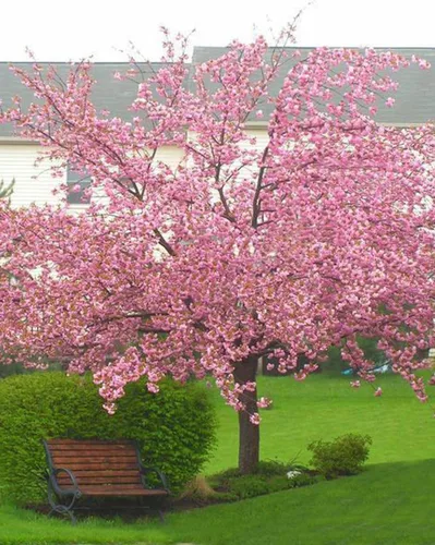 Vista 5 de Cerezo Japonés Semillas Premium Prunus serrulata 'Spring' Pink Bloom Plants'® (Premium Seeds, 20)