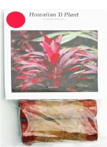 Vista 2 de Troncos de plantas de hojas de Ti rojas hawaianas, plantas tropicales vivas para interiores y exteriores, 2 troncos de corte de cordyline fruticosa
