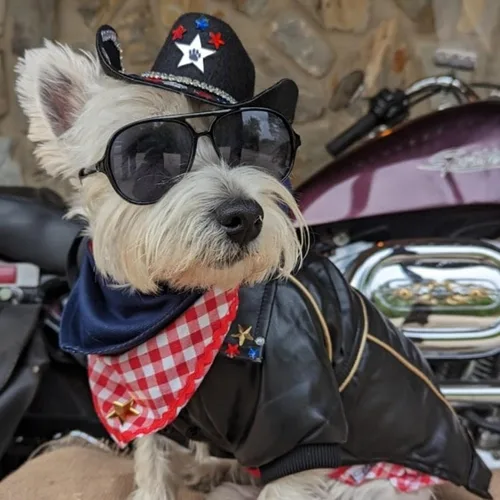 Vista 3 de Chaqueta de cuero para perros, lindas chaquetas de cuero para perros, ropa de motocicleta con botones, abrigo de invierno impermeable para perros